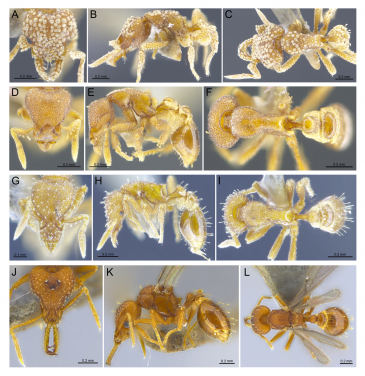 四種在本港首度發現的外來螞蟻；圖片排序：正面(左)﹑側面(中)﹑ 背面(右)。(A-C) Strumigenys hexamera, (D-F) S. membranifera, (G-I) S. nepalensis, 及(J-L) S. rogeri. （照片來源：香港大學）
